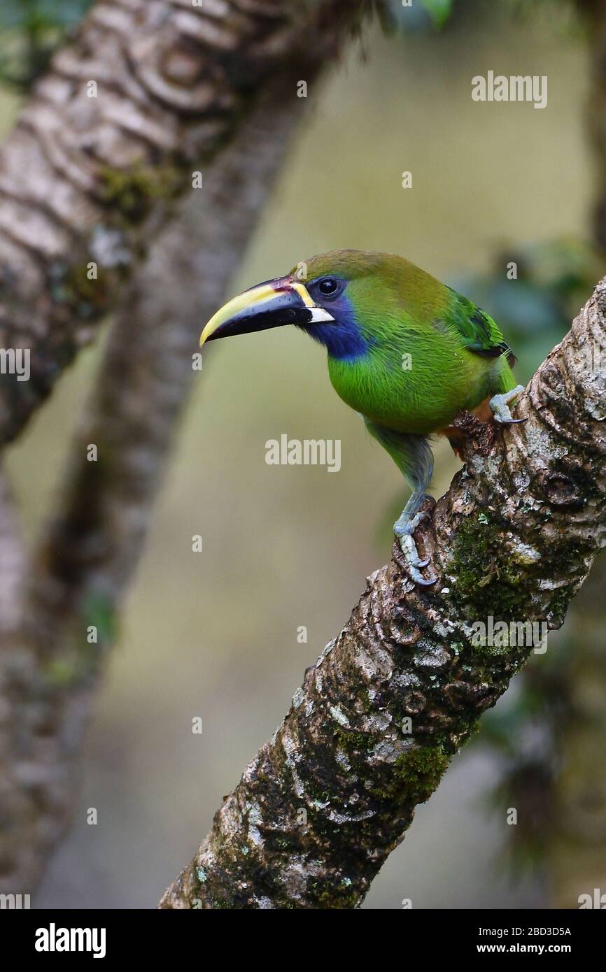 Northern Emerald-Toucanet in Costa Rica cloud forest Stock Photo
