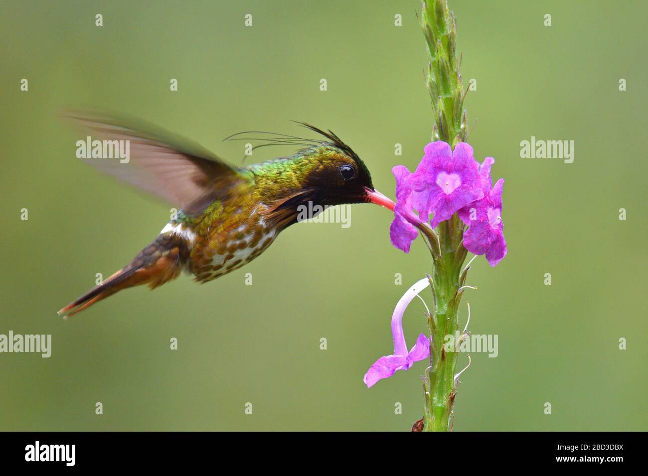 Black-crested Coquette hummingbird Stock Photo