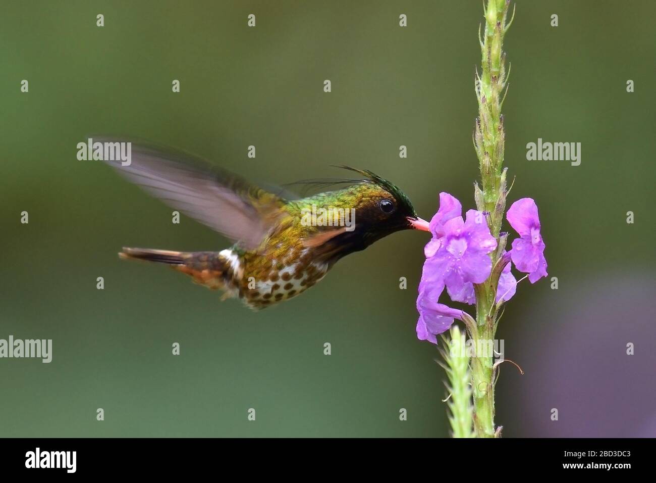 Black-crested Coquette hummingbird Stock Photo