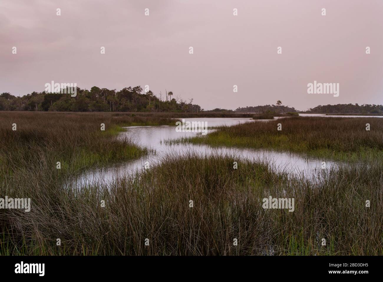 Sald Marsh habitat on the Gulf of Mexico coast, Levy County, FL Stock Photo