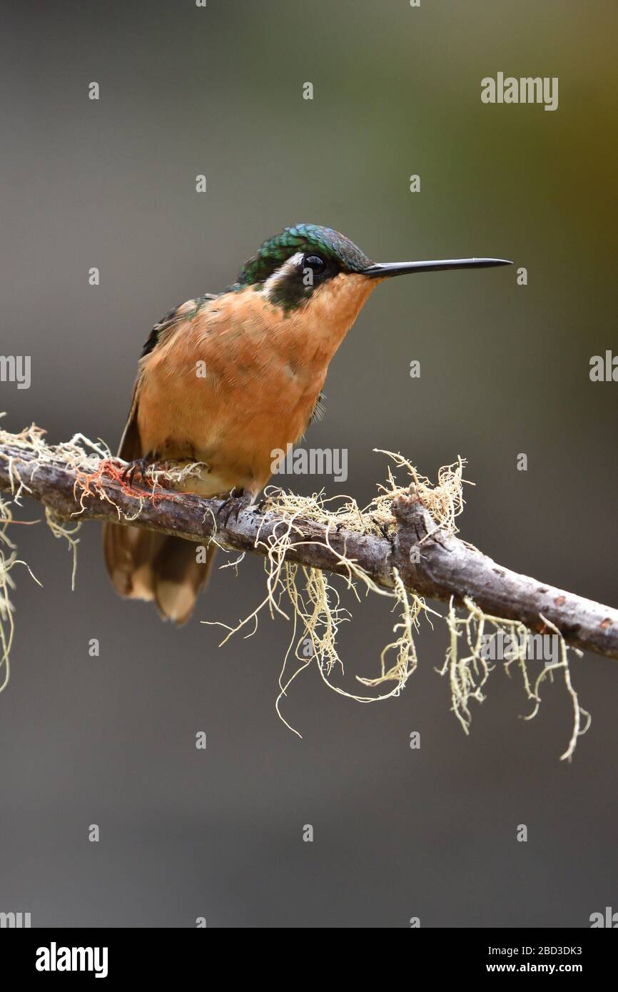 White-throated Mountain-gem female in Costa Rica cloud forest Stock Photo