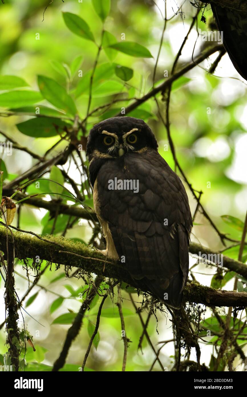 Spectacled owl in the rainforest Stock Photo