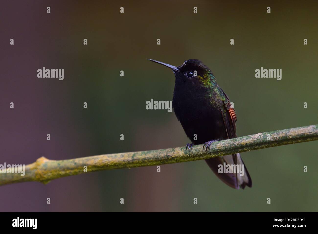 Black-bellied Hummingbird in Costa Rica Cloud forest Stock Photo