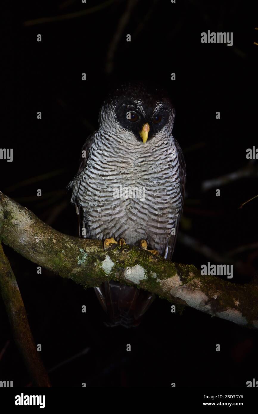 Black-and-white Owl in Costa Rica rainforest Stock Photo