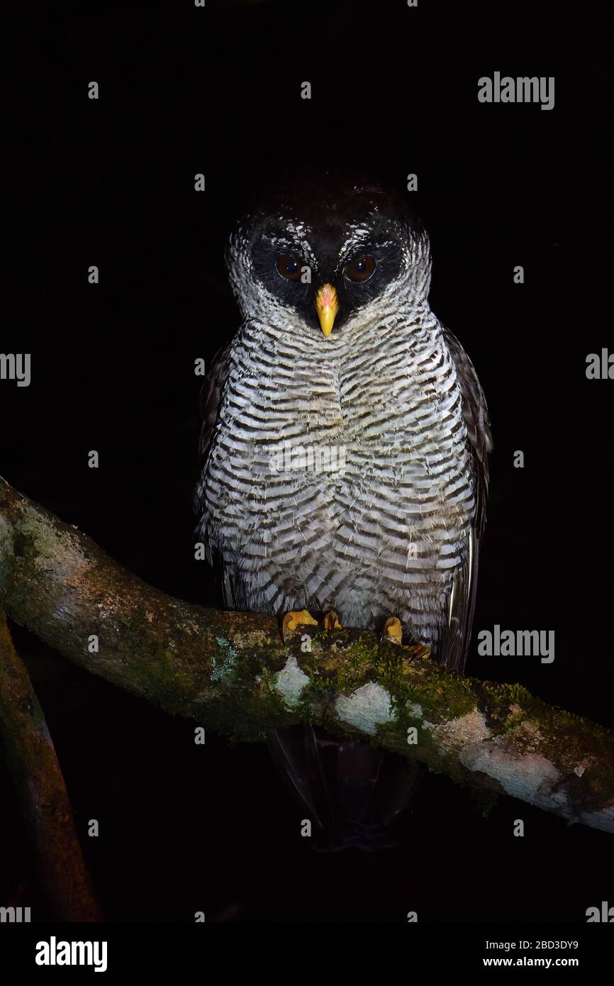 Black-and-white Owl in Costa Rica rainforest Stock Photo