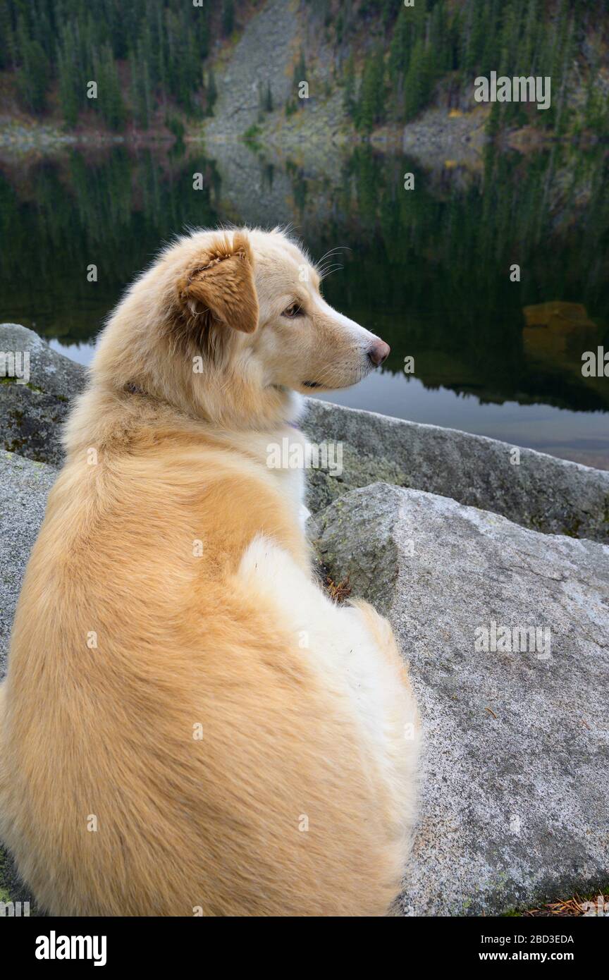 Dog next to trees hi-res stock photography and images - Alamy