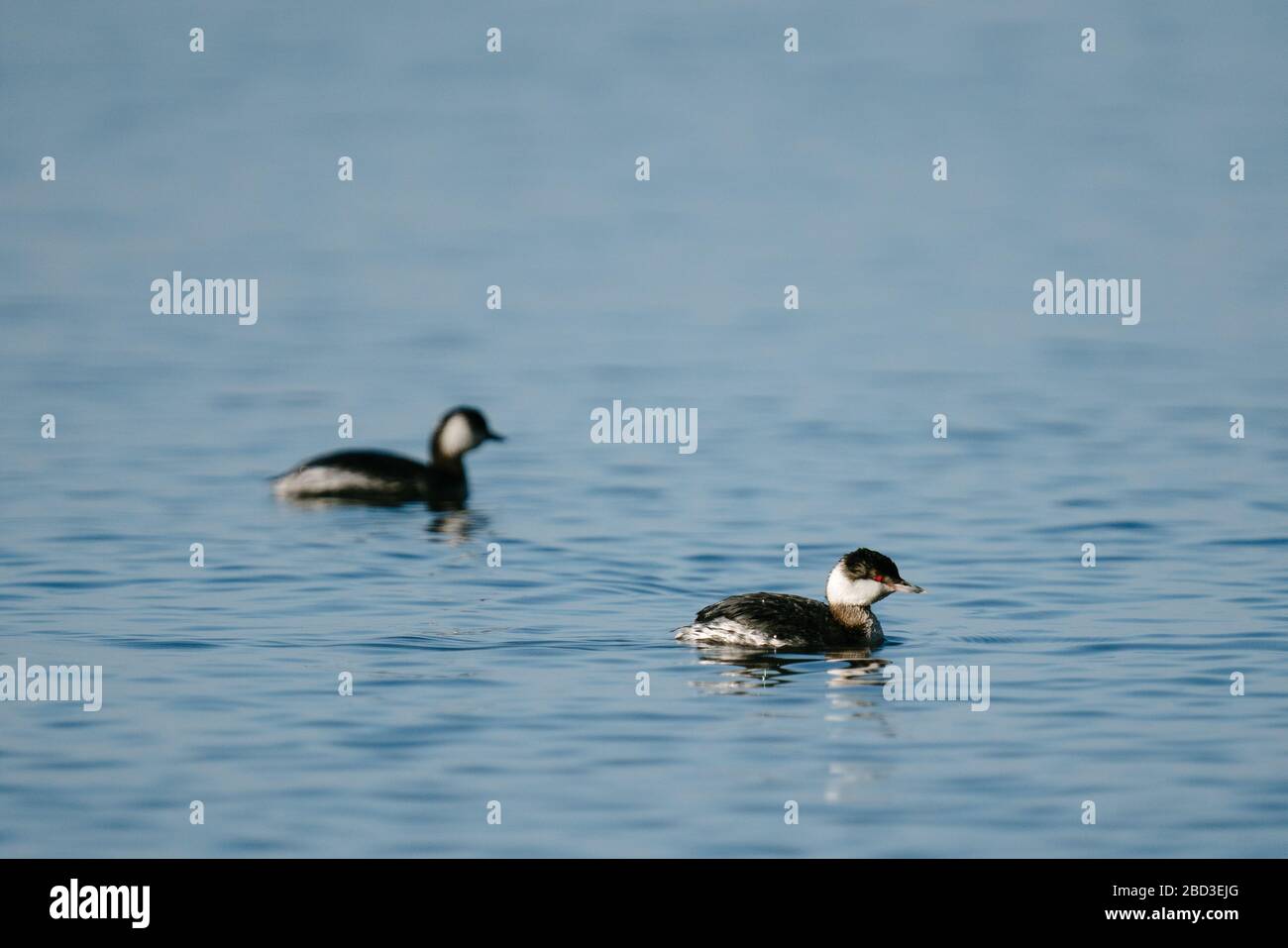 A pair of Horned Grebes swim on the blue waters of the Puget Sound Stock Photo