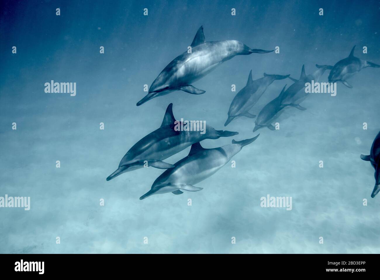 Swimming with a Pod of Dolphins in Oahu Stock Photo