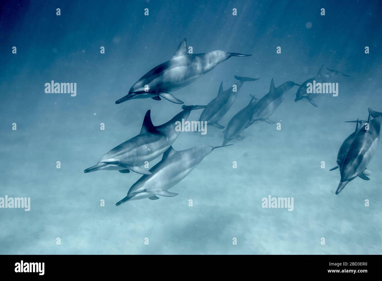 School of dolphins hires stock photography and images Alamy