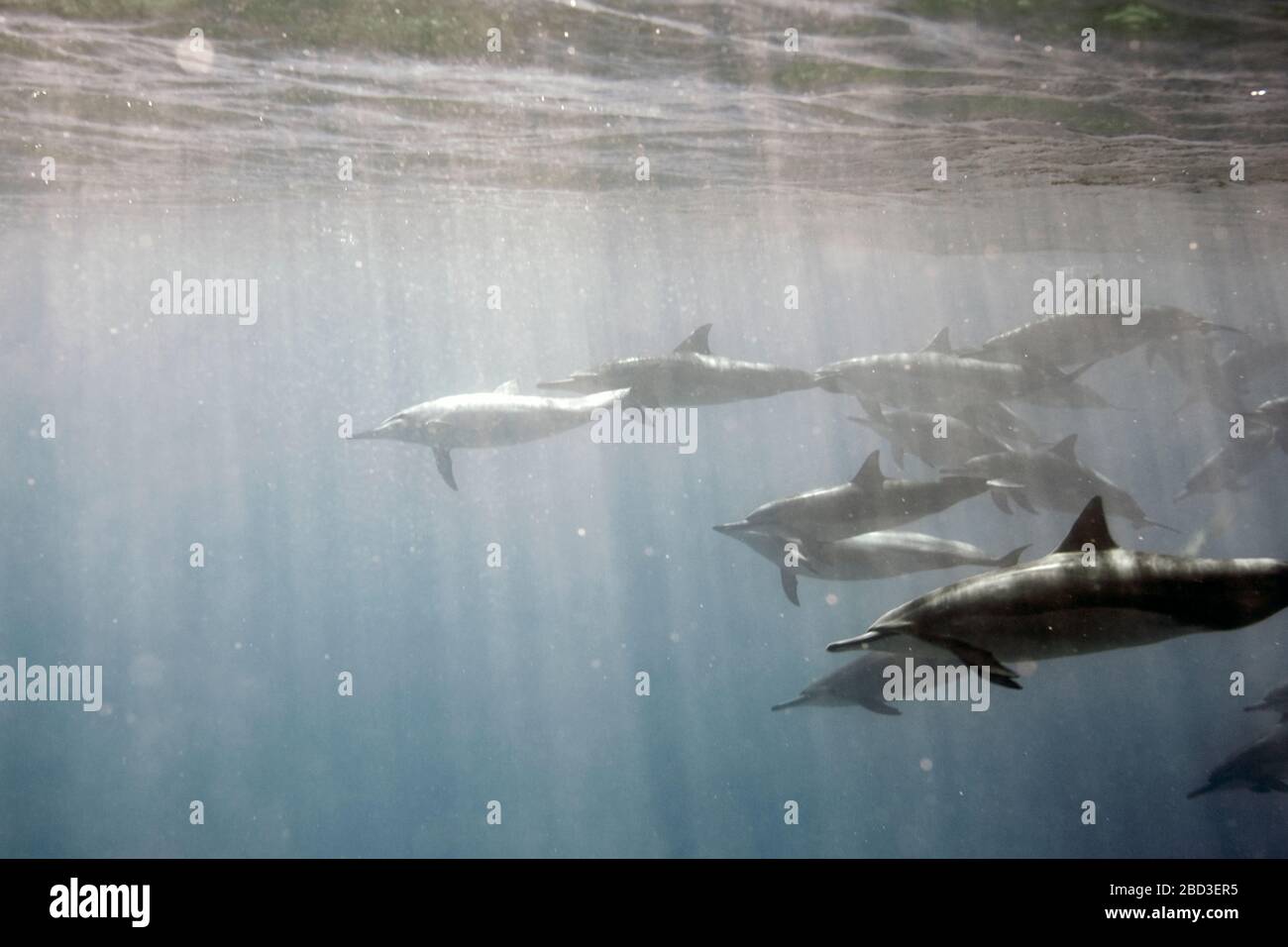 Pod of Dolphins Swimming off the Coast of Electric Beach on Oahu Stock
