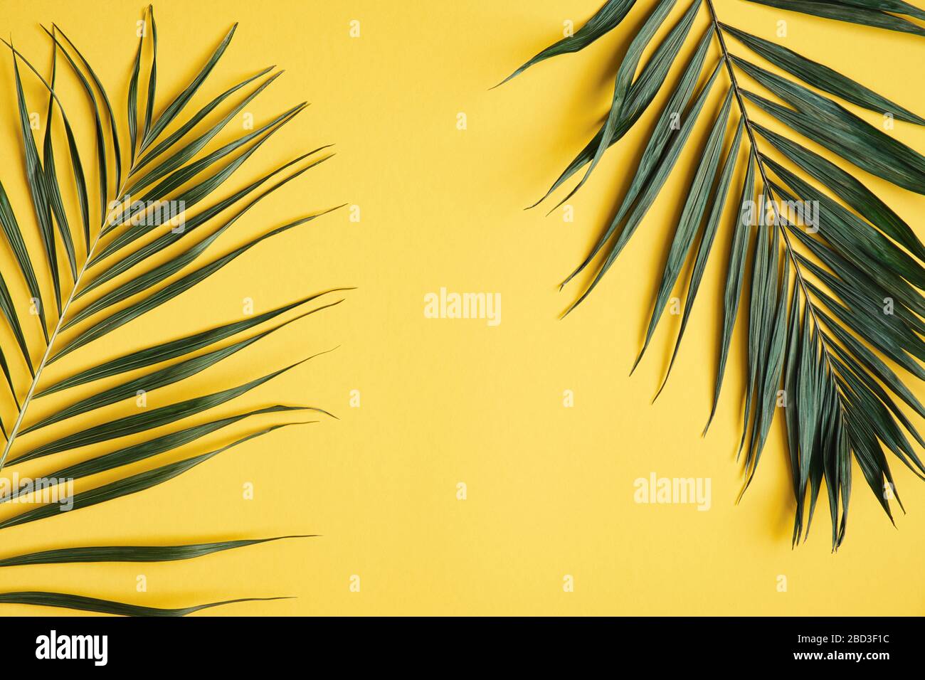 Frame of tropical palm leaves on yellow background. Summer concept ...