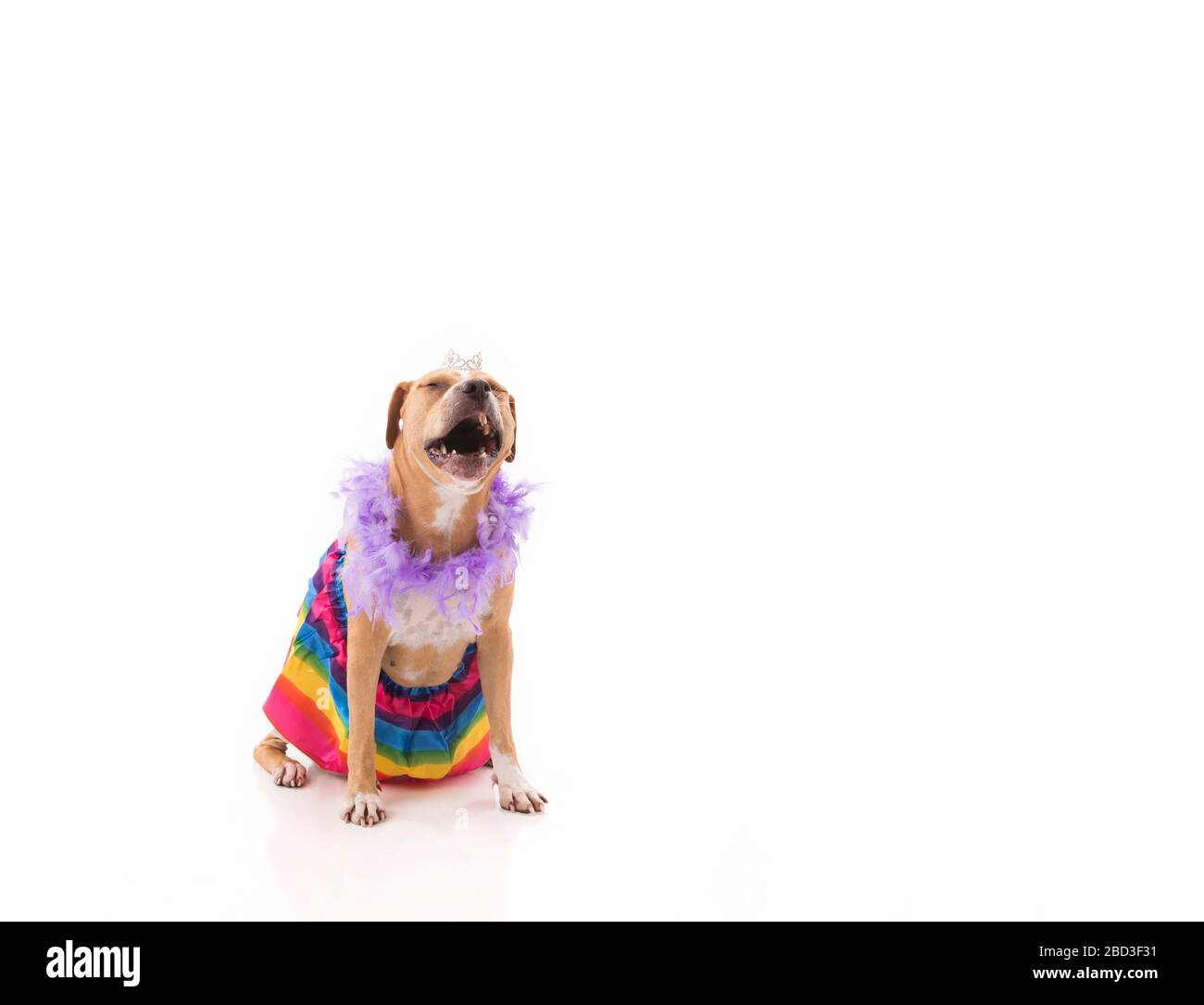Yawning pit bull wearing feathers, tiara, rainbow tutu high key Stock Photo