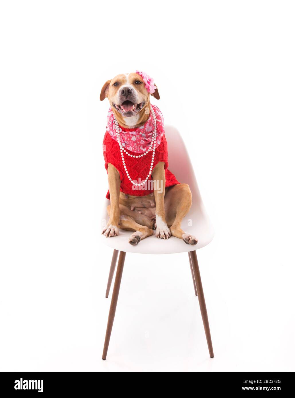 Red and white Staffordshire terrier wearing clothes on high key Stock Photo