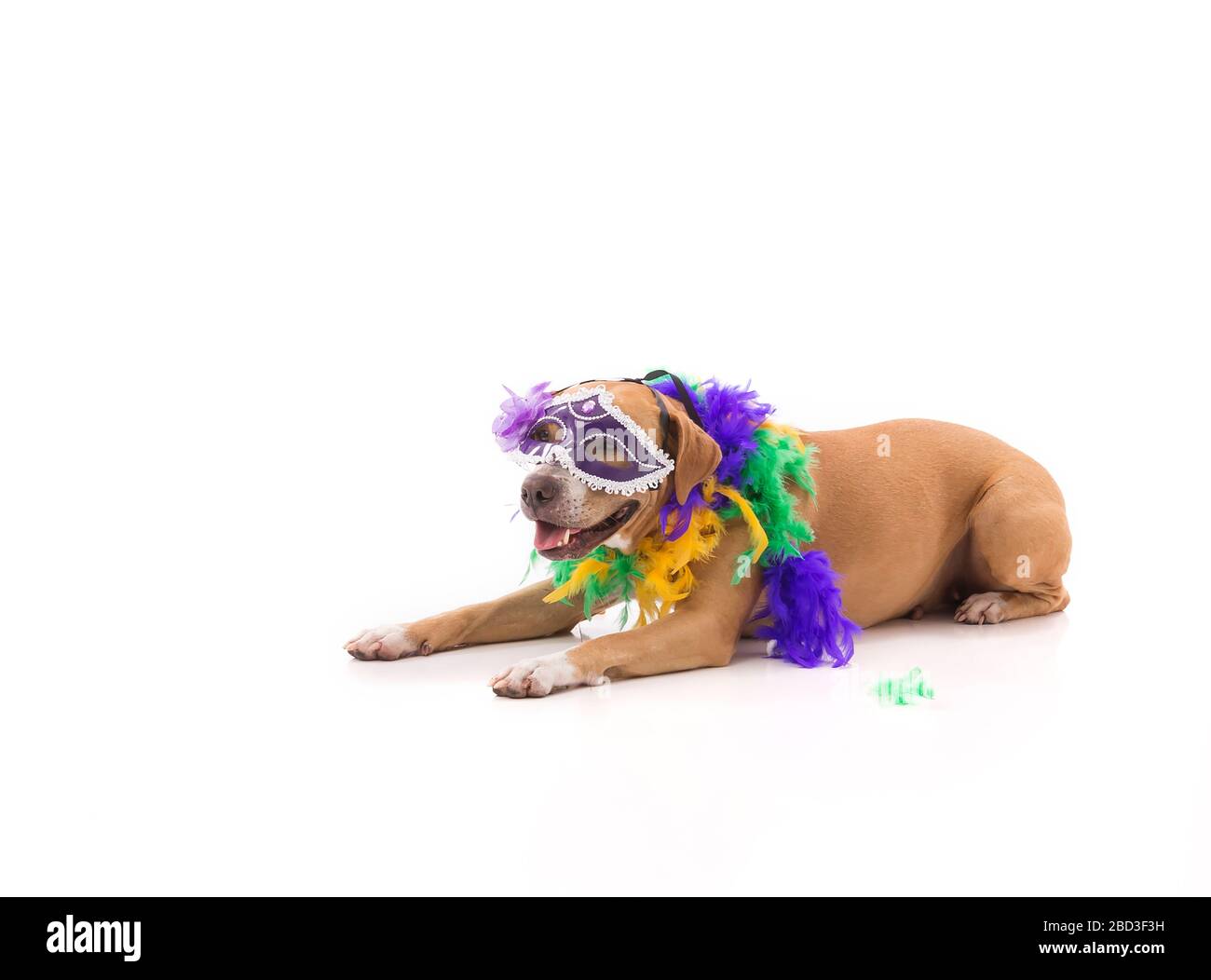 Red pit bull dressed for Mardi Gras laying down on white background Stock Photo