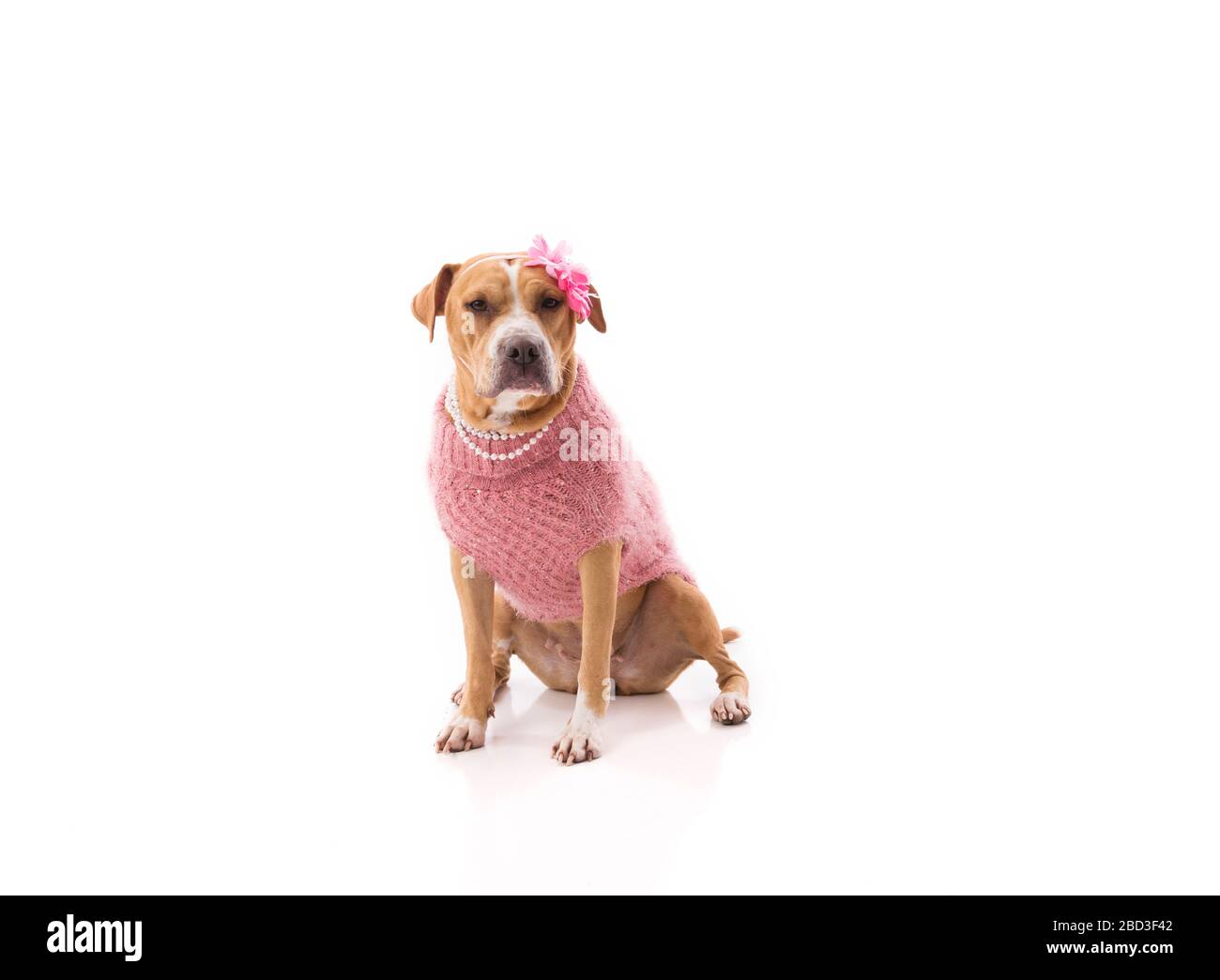 Red girl pit bull wearing clothes on white background looking into cam Stock Photo