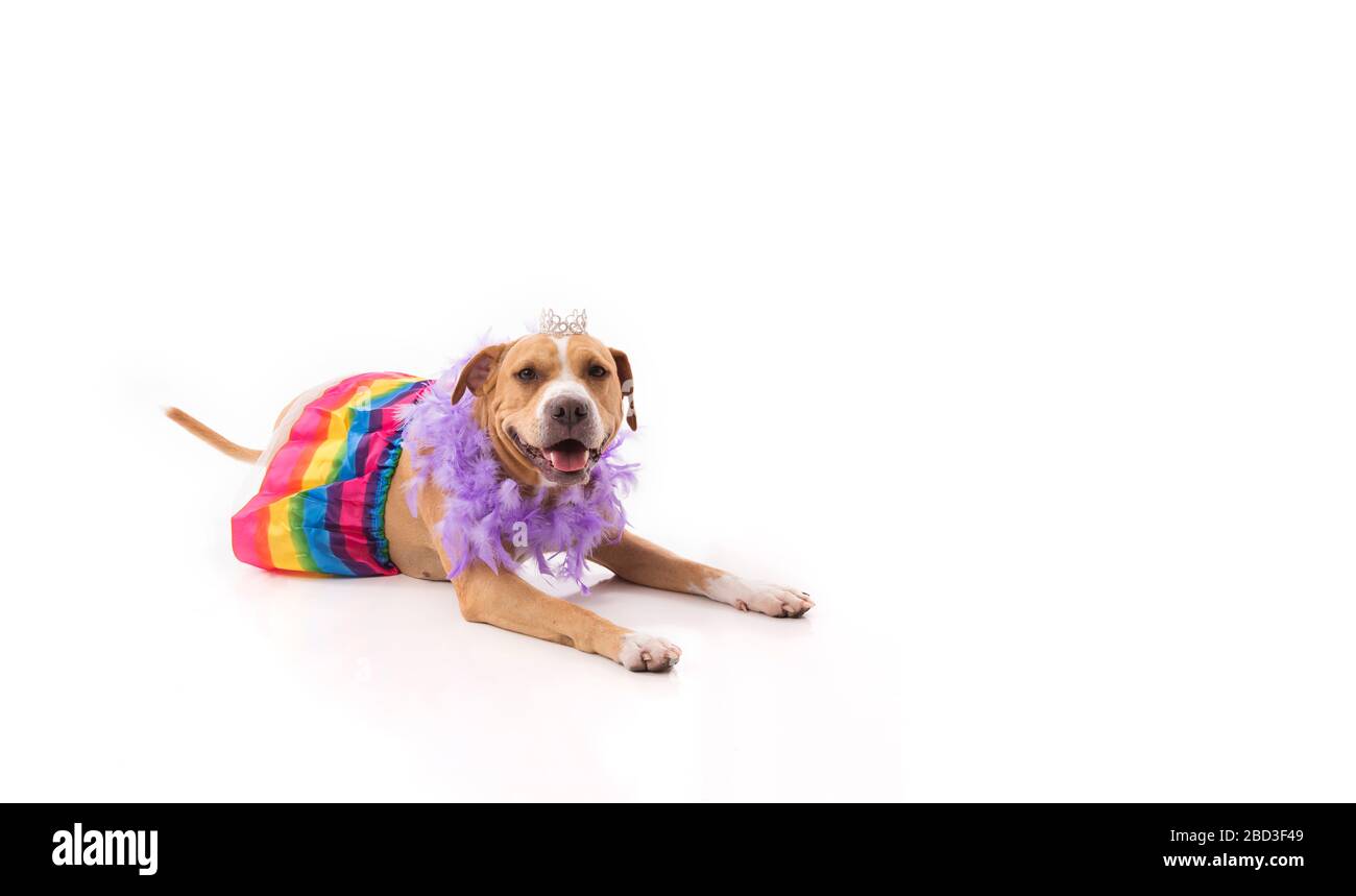 Red pit bull laying down wearing tutu feathers and tiara on white Stock Photo