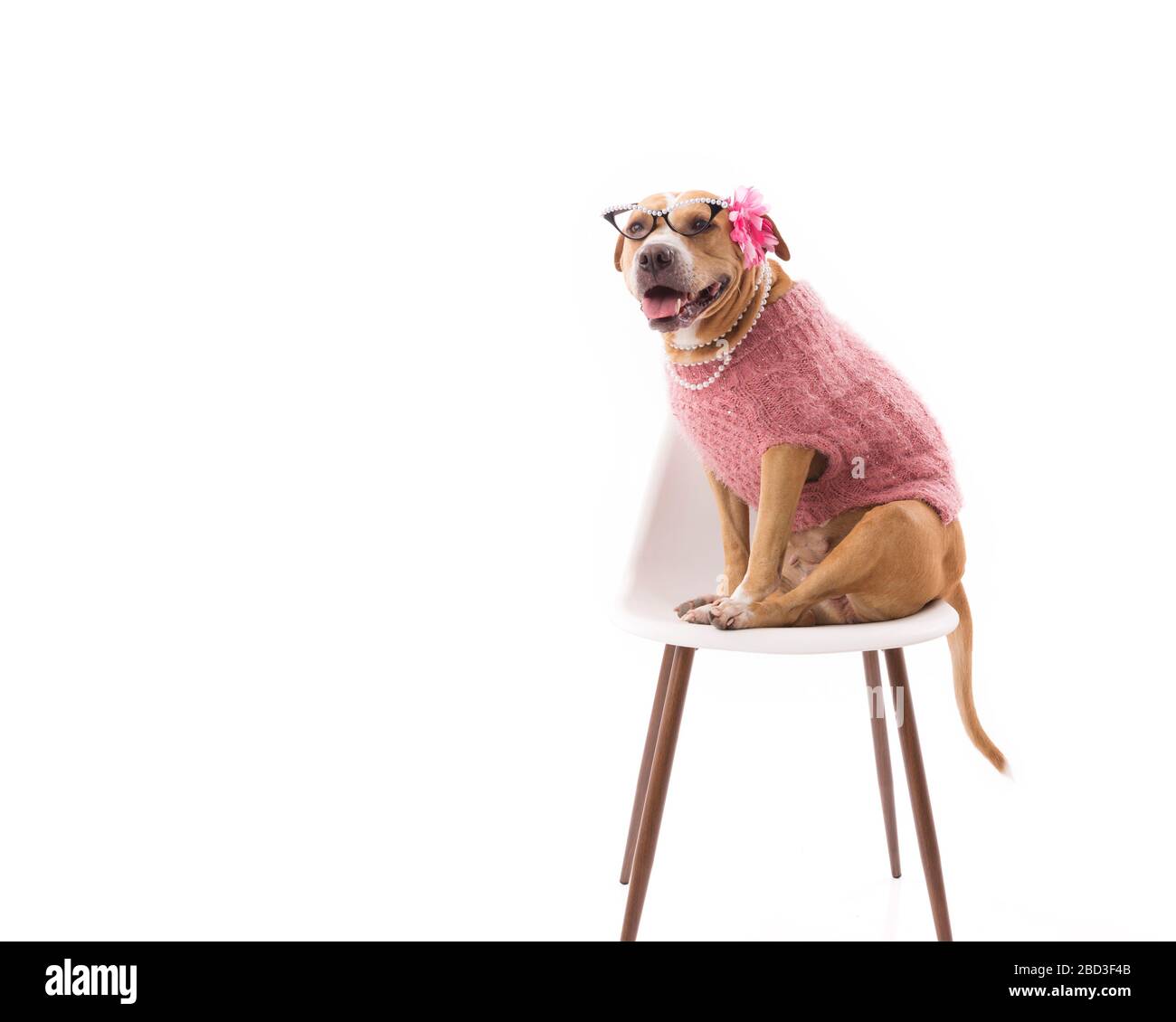 Red and white pit bull in feminine clothing sitting on chair high key Stock Photo