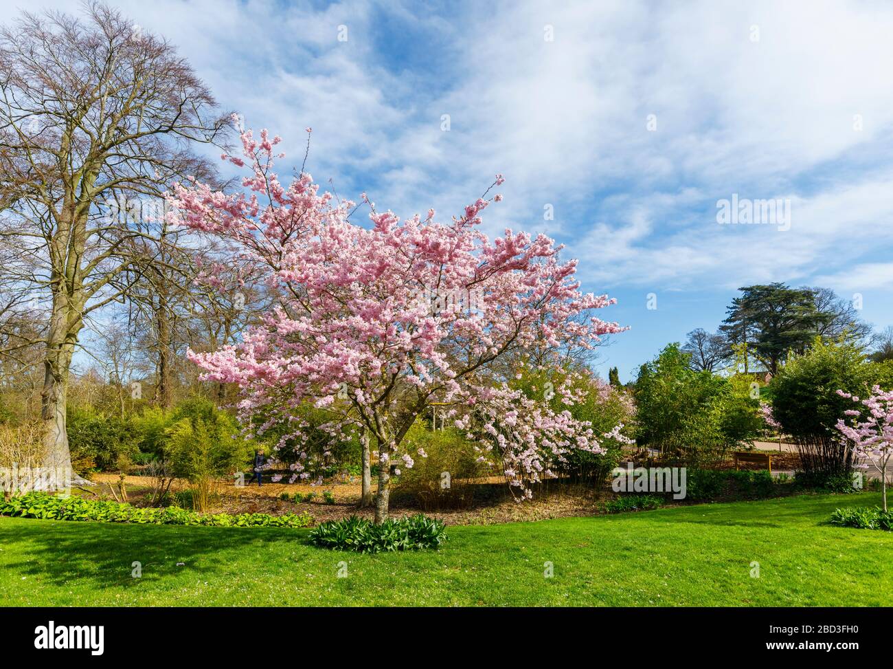 Small tree, clusters of pink semi-double blossoms of Prunus Accolade flowering cherry in blossom in spring on a sunny day, RHS Garden, Wisley, Surrey Stock Photo