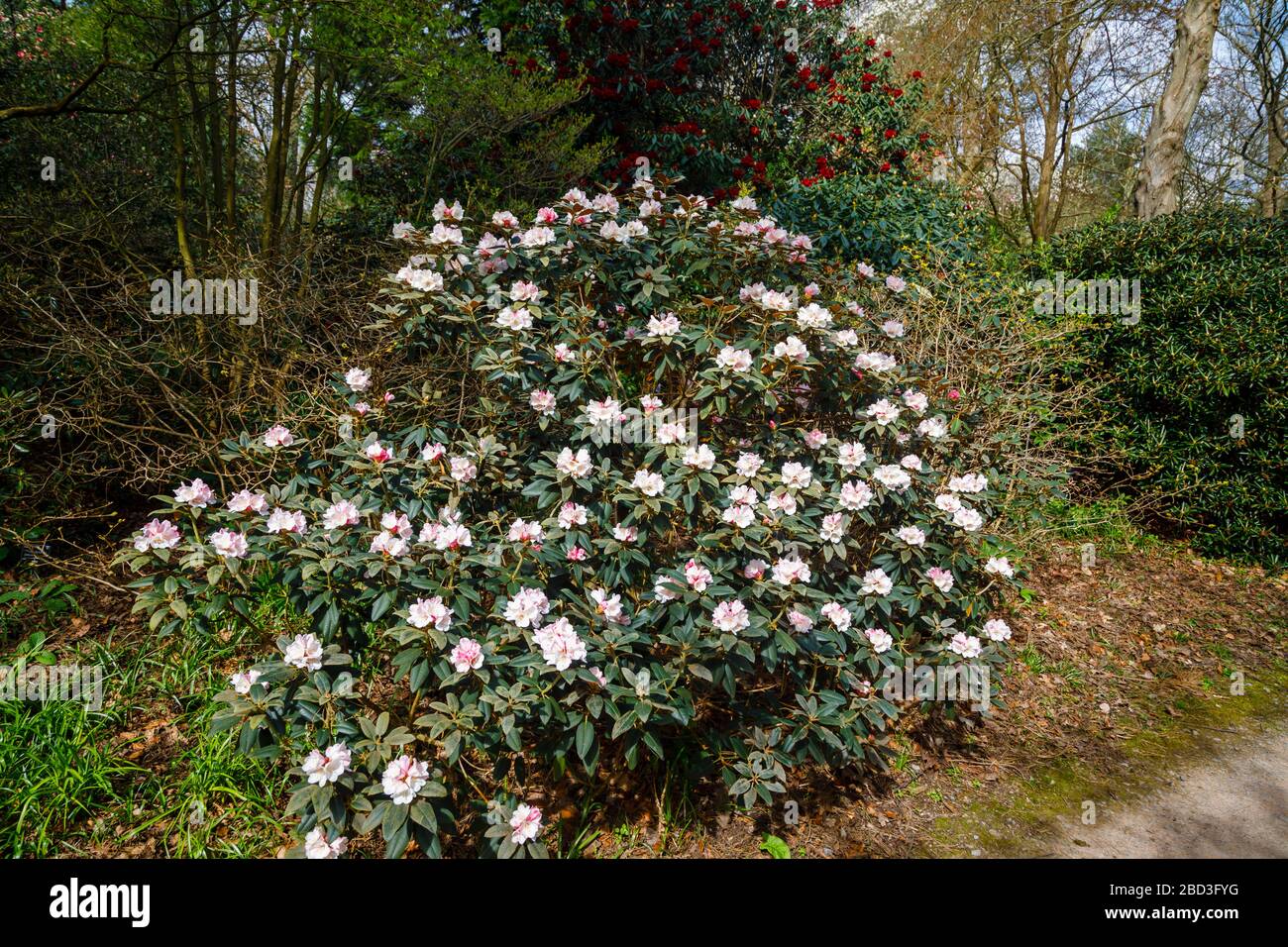 Pink to white spring flowering rhododendron pachysanthum 'Crosswater' shrub bush in flower at RHS Garden, Wisley, Surrey in spring Stock Photo