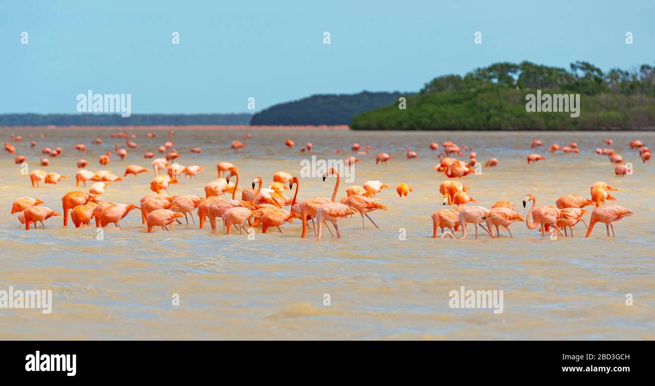 A large flock of American Flamingo (Phoenicopterus ruber) with mangrove forest, Celestun Biosphere Reserve, Yucatan Peninsula, Mexico. Stock Photo