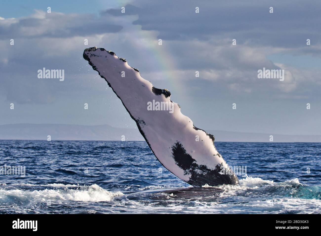 Humpback