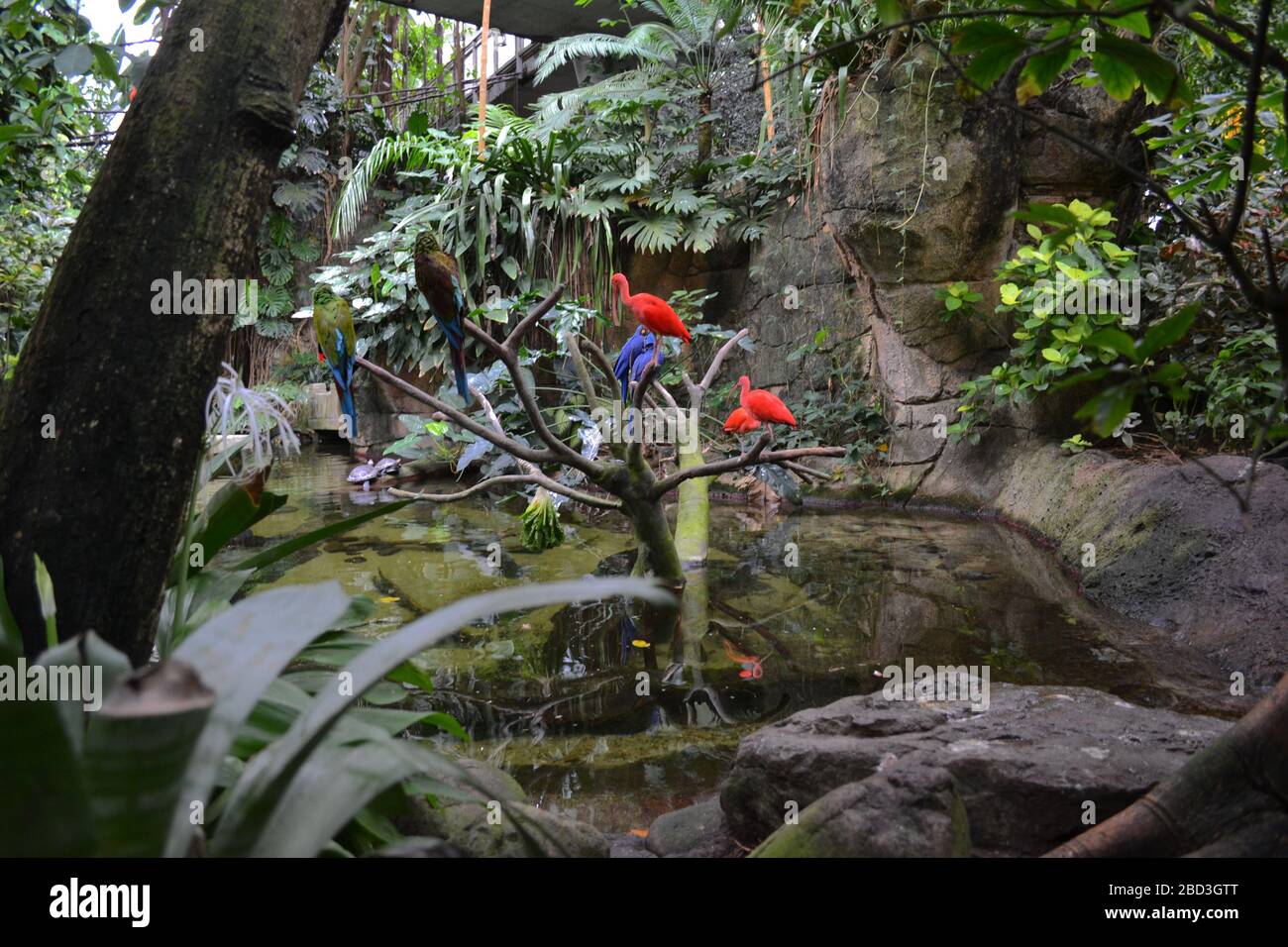 Red and Blue Macaws with Scarlet Ibises in Moody Gardens Rainforest ...