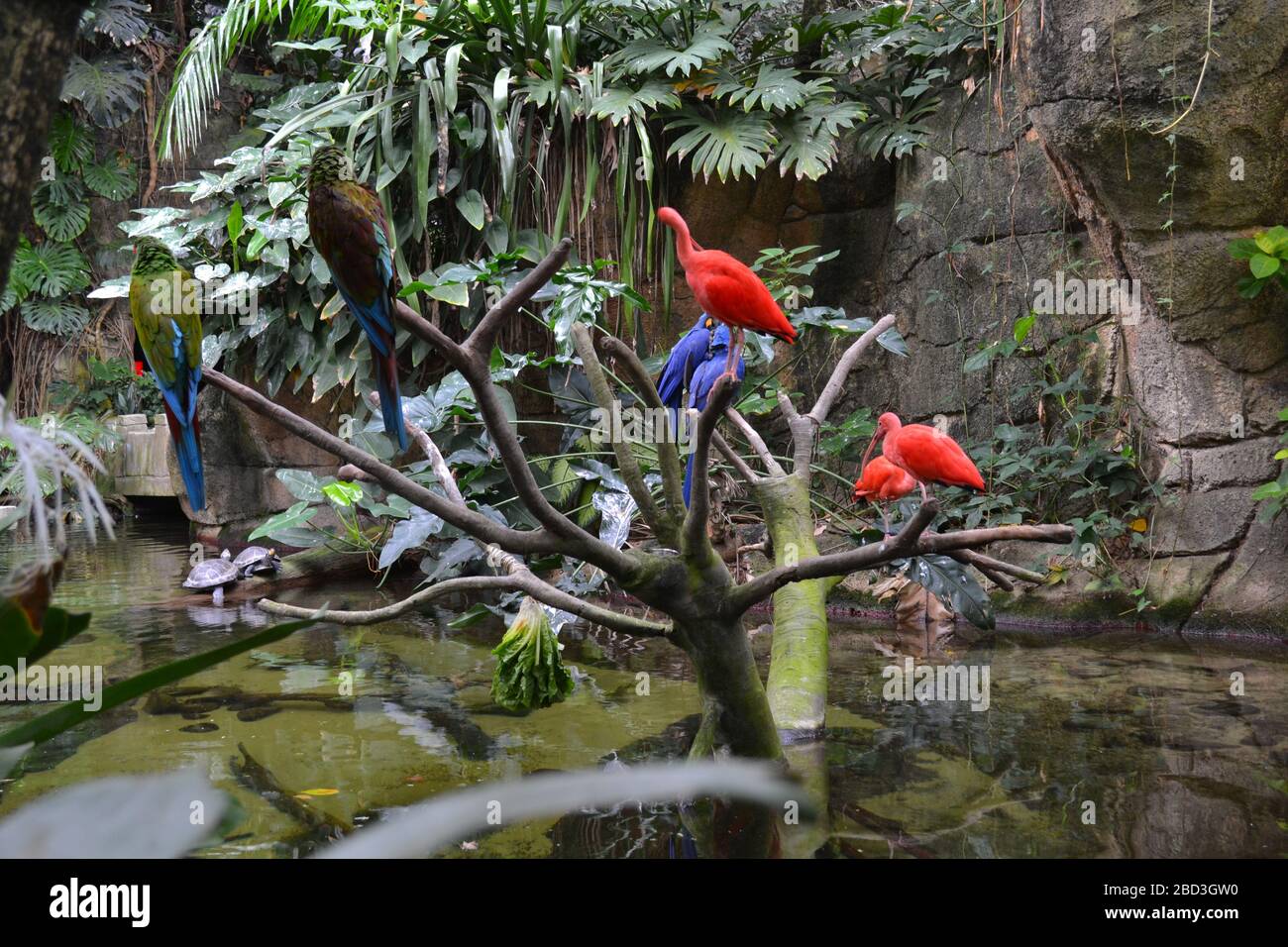 Picture of Red and Blue Macaws with Scarlet Ibises in Moody Gardens Rainforest ...