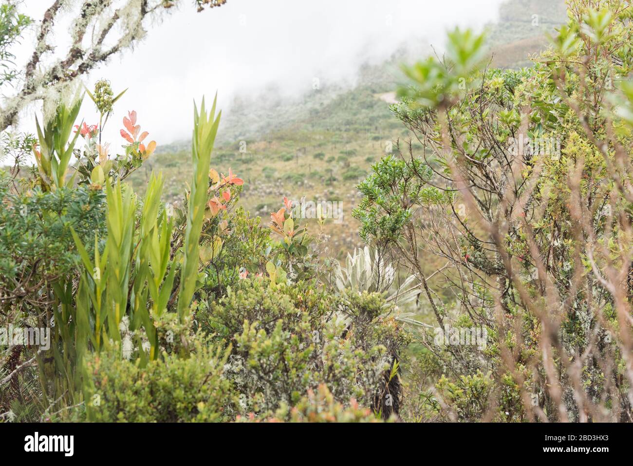 Chingaza National Natural Park, Colombia. Foggy landscape, moor in the rain, vegetation typical of the paramo, including frailejones, espeletia. Stock Photo