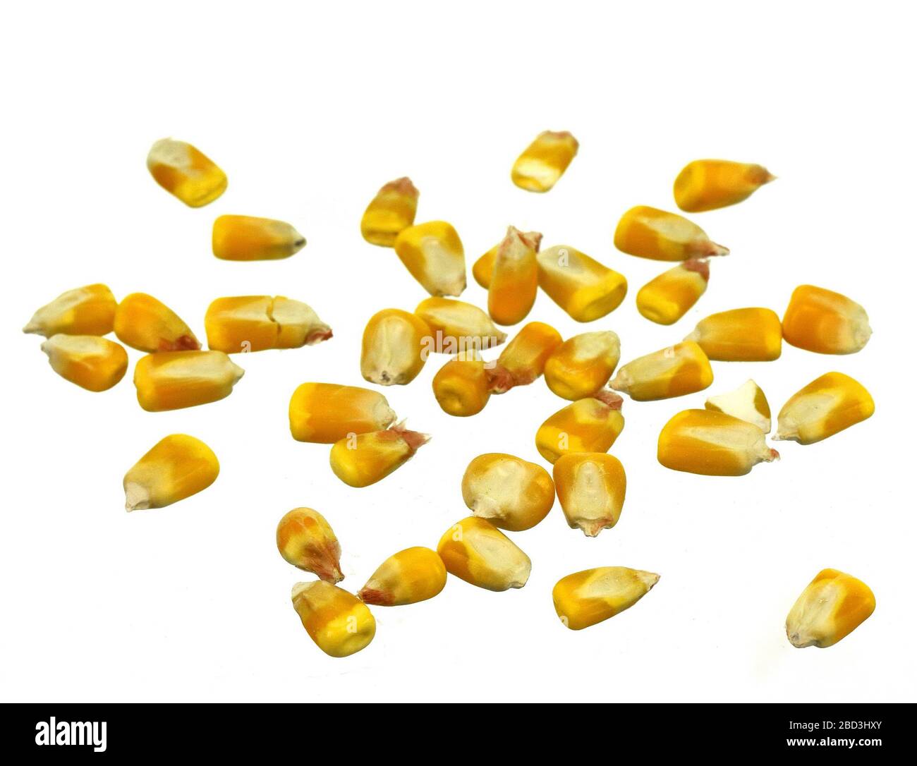 Dried corn seeds isolated on white background Stock Photo Alamy