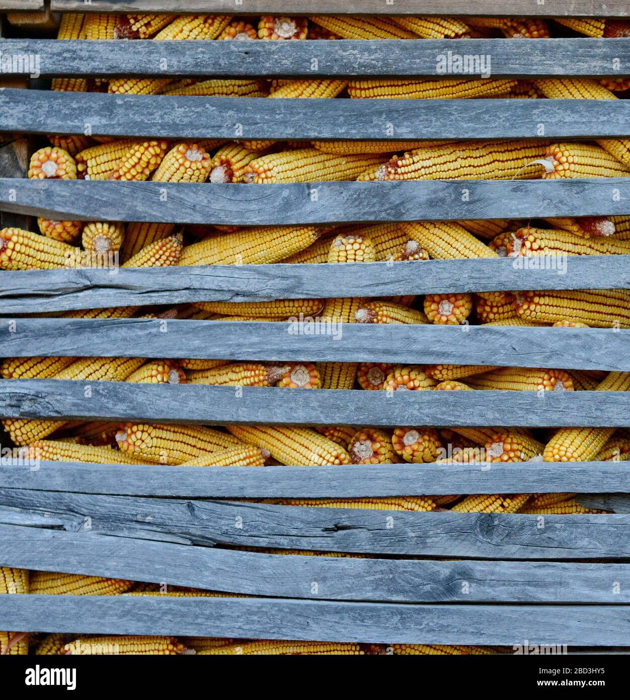 Corn in the wooden barn Stock Photo - Alamy