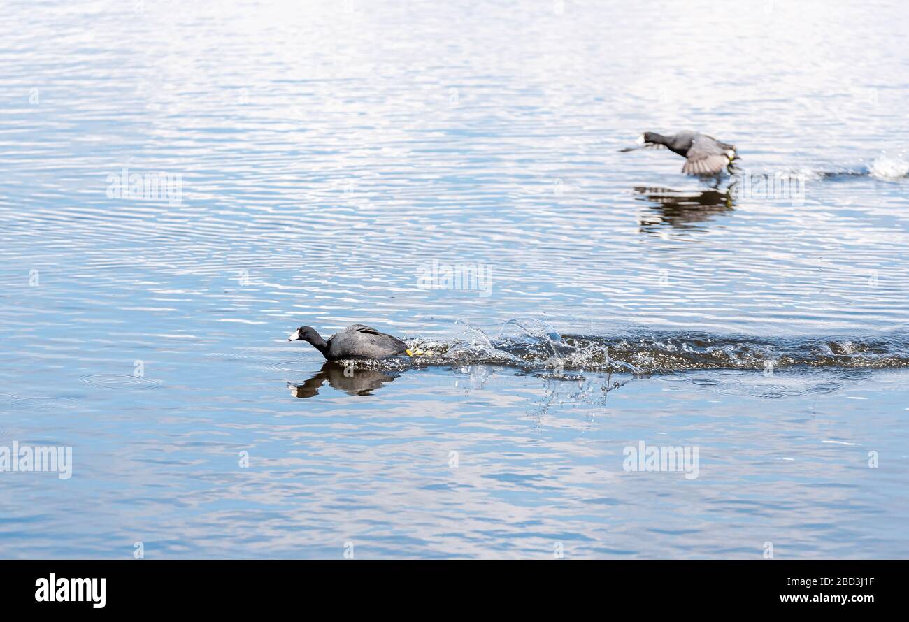 A flock of water fowl run across the water as they come to an aquatic landing Stock Photo