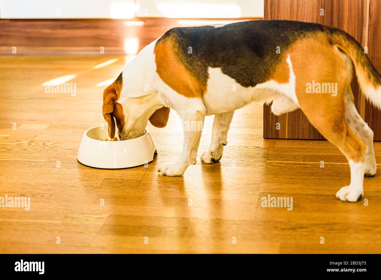 Dog beagle eating food from bowl in bright interior Stock Photo Alamy