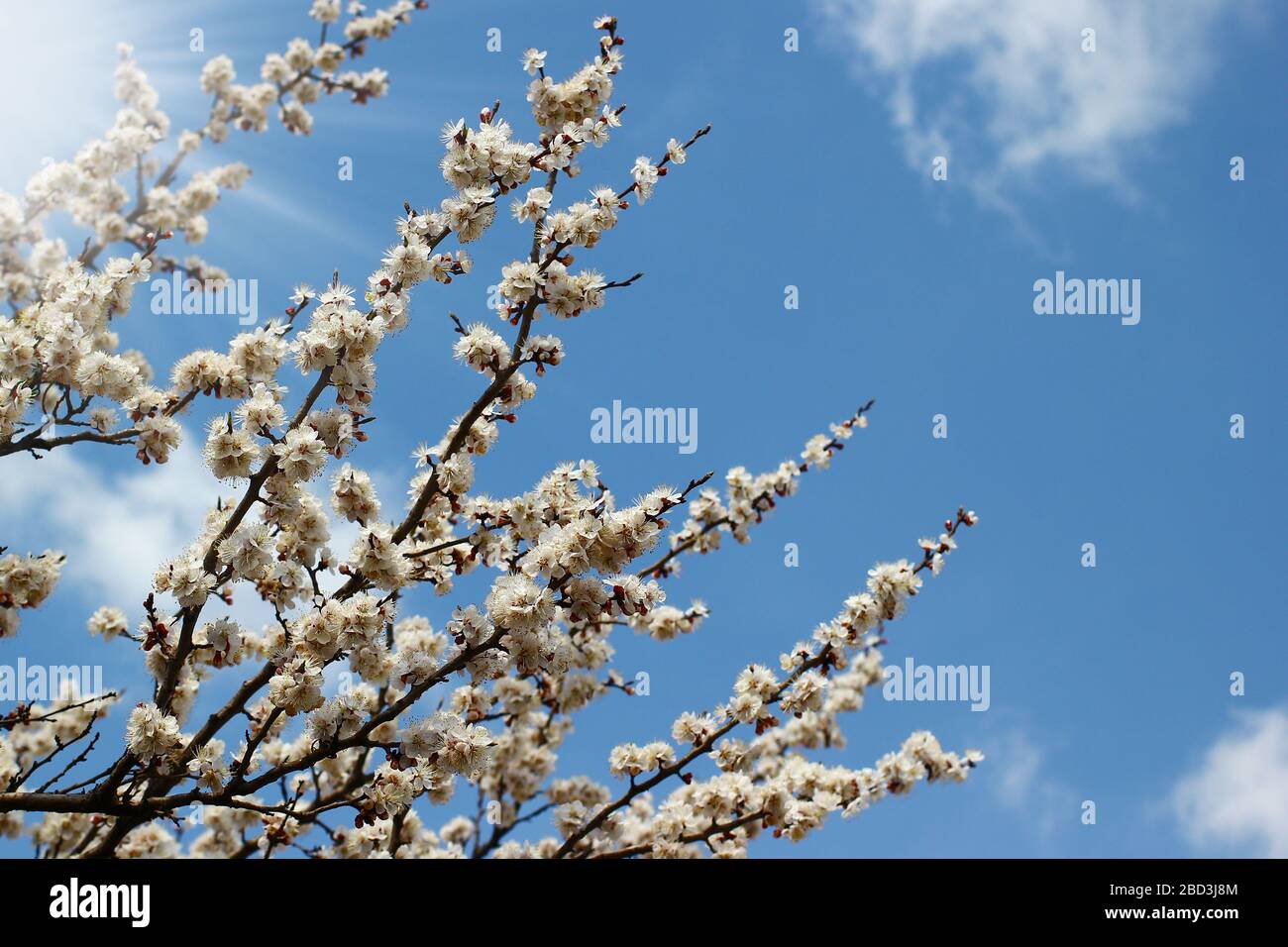 Tree branches with spring blossoms on bright blue sky background Stock ...