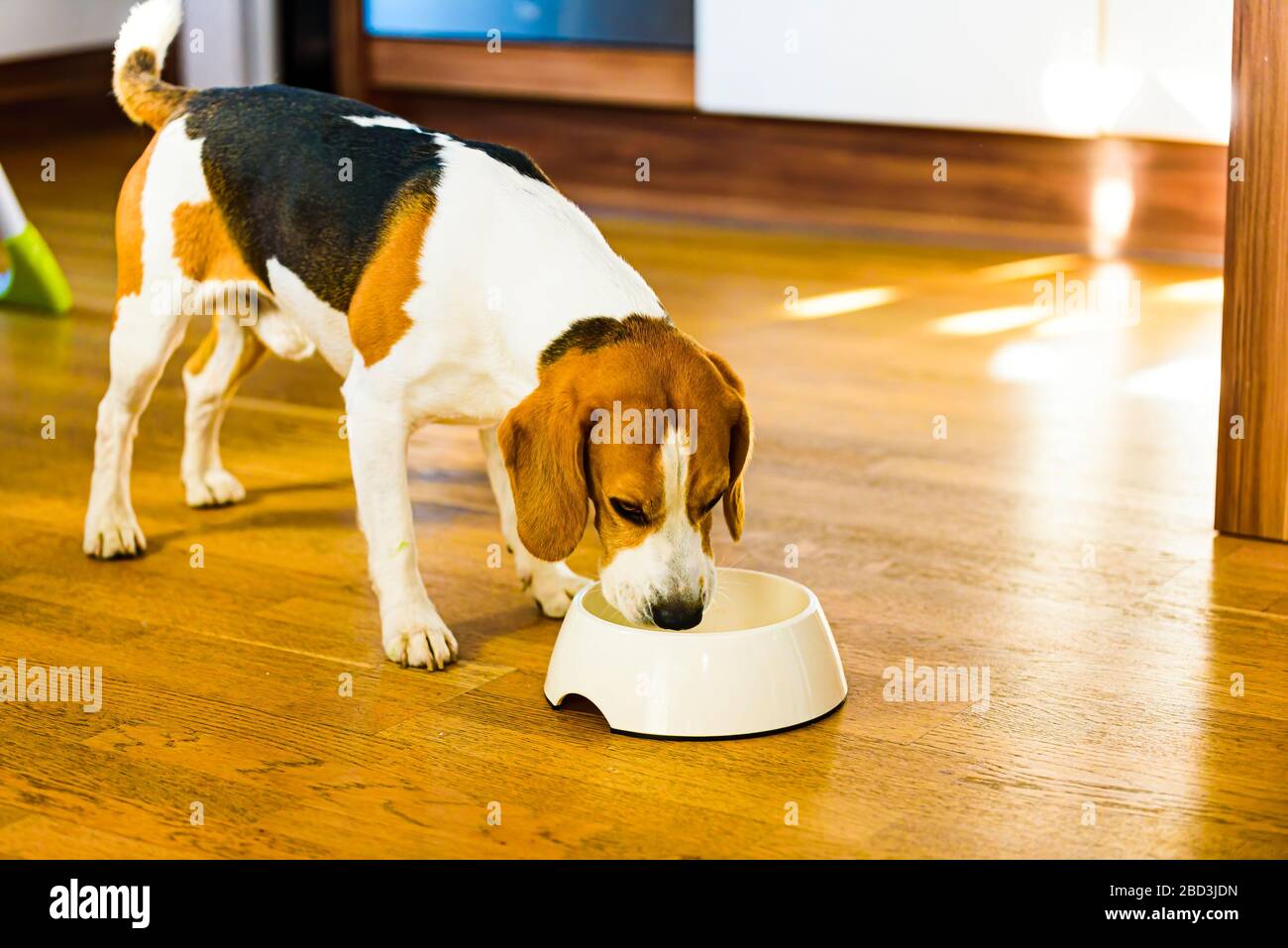 Beagle food diet online