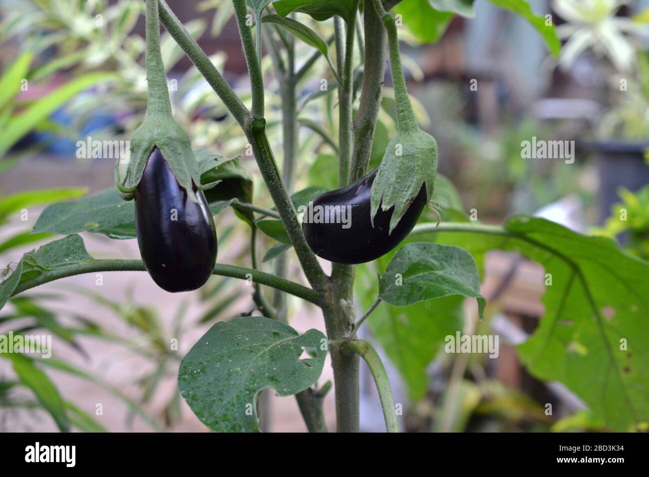 organic eggplant in home garden Stock Photo Alamy