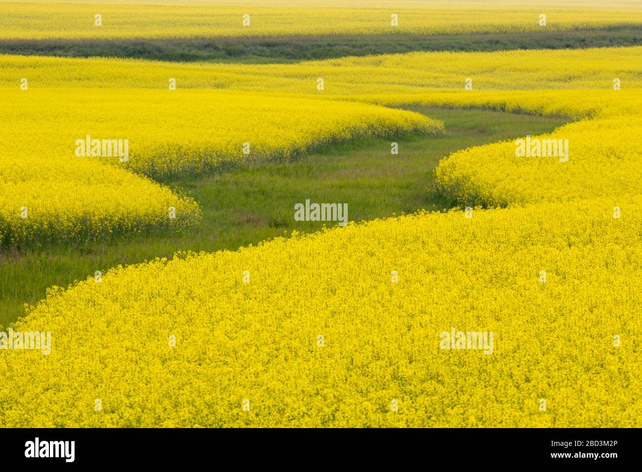 Field of Canola, Drumheller, Alberta, Canada Stock Photo