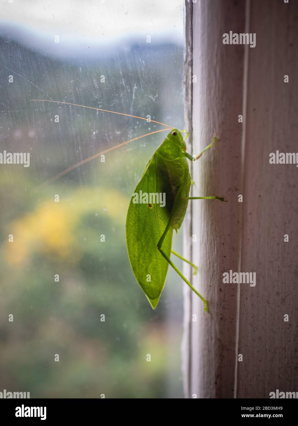 Katydid, from the Tettigoniidae family, resting on the edge of the window, Areal, Rio de Janeiro, Brazil Stock Photo