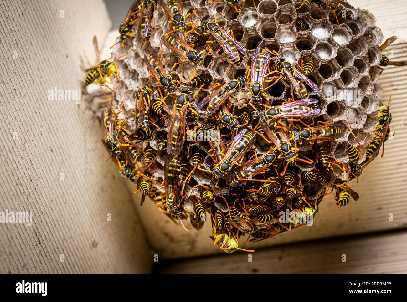 Close up of a European paper wasps (Polistes dominulus) nest in wooden roof, NSW Australia Stock Photo