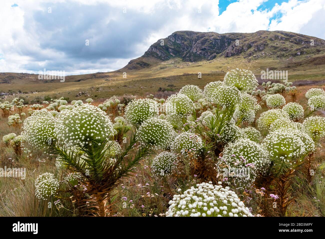 Small white flowers, Paepalanthus, from the Eriocaulaceae family, in the vegetation of rupestrian fields, with a stone mountain in the background, Ser Stock Photo
