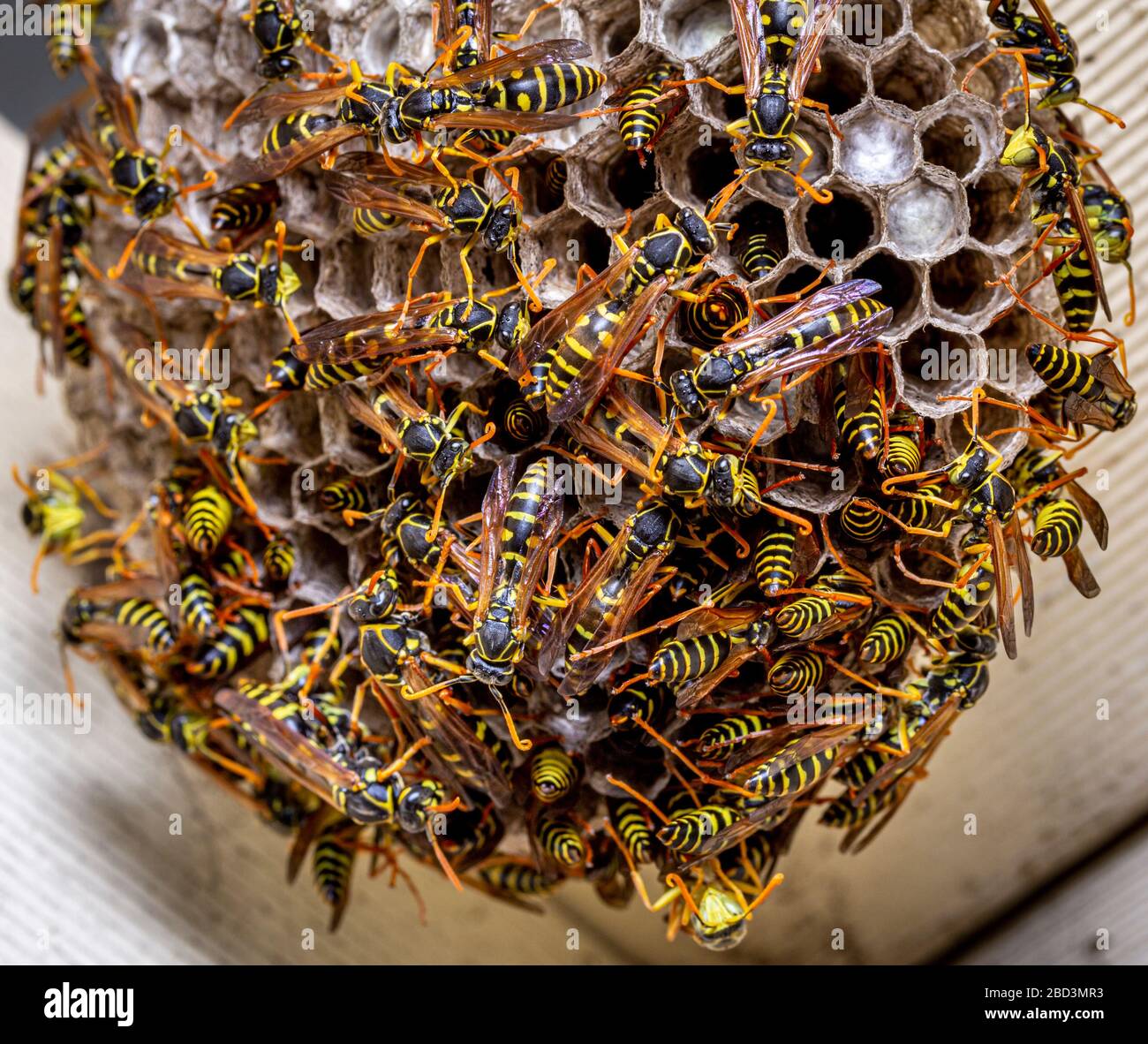 Close up of a European paper wasp (Polistes dominulus) in nest in wooden roof, NSW Australia Stock Photo