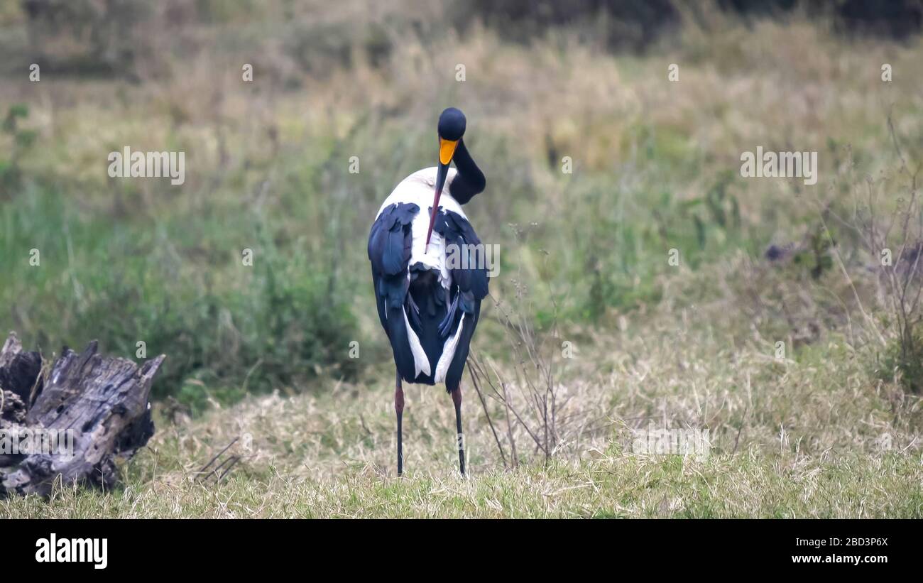 saddle billed stork preening at ngorongoro crater Stock Photo - Alamy