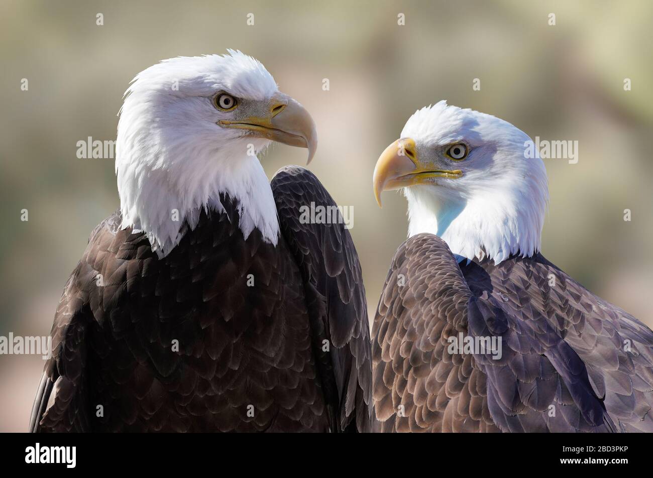 Close up of the left and right faces of a beautiful male bald eagle. Stock Photo