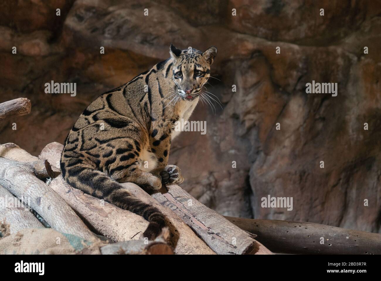 Clouded Leopard close up portrait in zoo Stock Photo