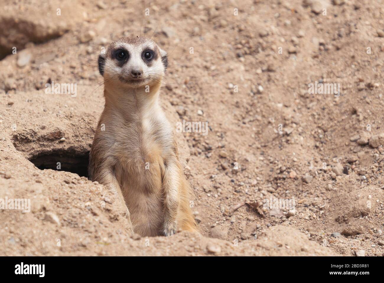cute meerkat ( Suricata suricatta ) standing at cave entrance Stock Photo