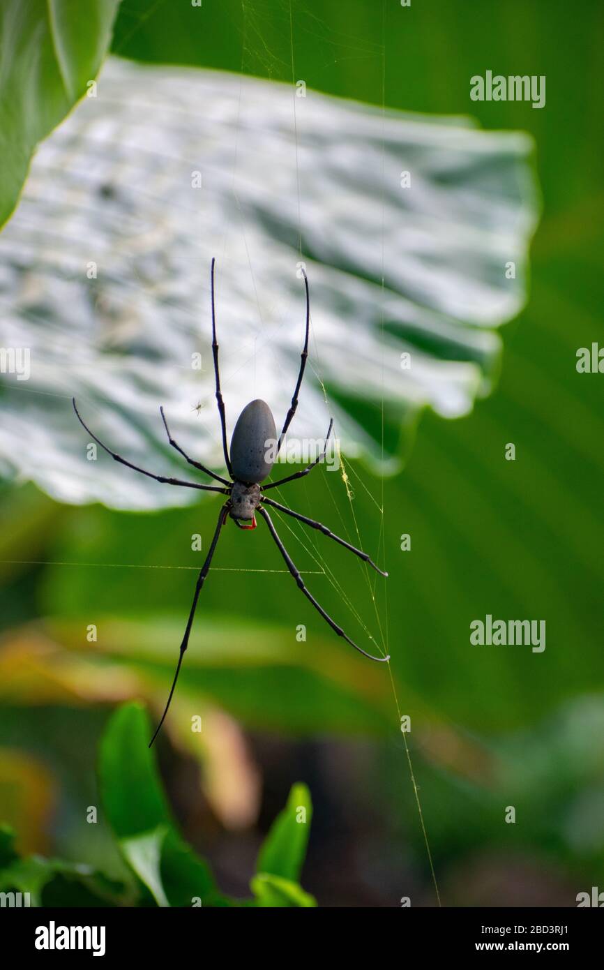 Golden orb weaver spider in web in green forest Stock Photo
