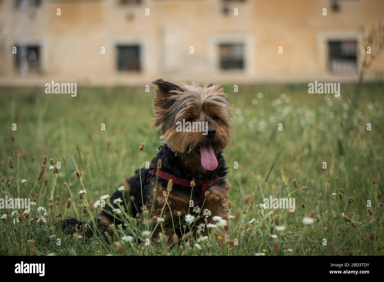 Ridiculously Photogenic Yorkshire Terrier Mia in the grass in Slovakia Europe Stock Photo
