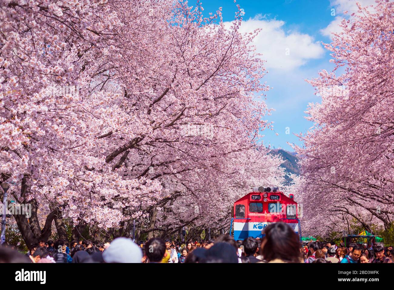 Spring festival in korea hi-res stock photography and images - Alamy