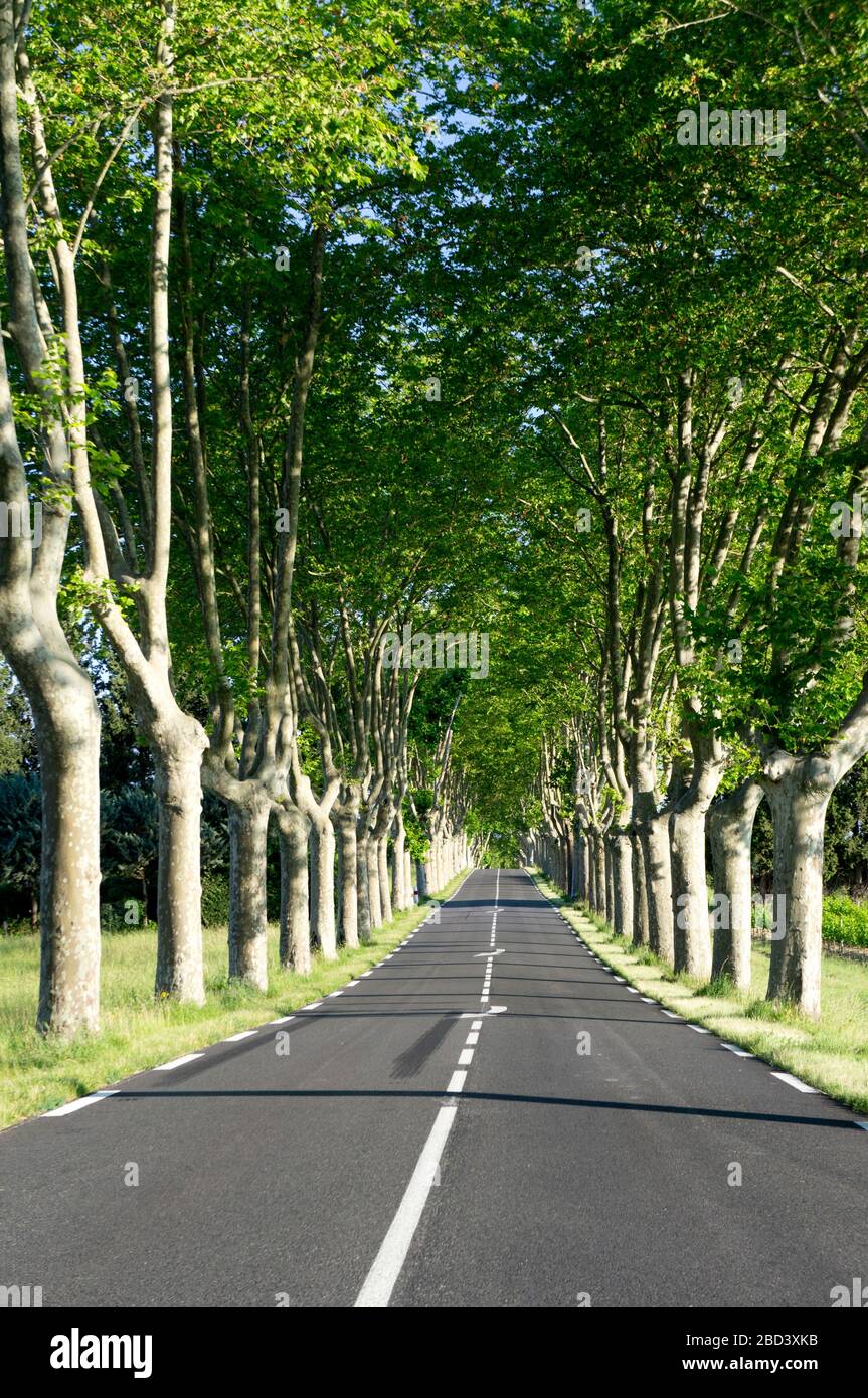 Tree lined highway in the Aude department of southern France Stock Photo