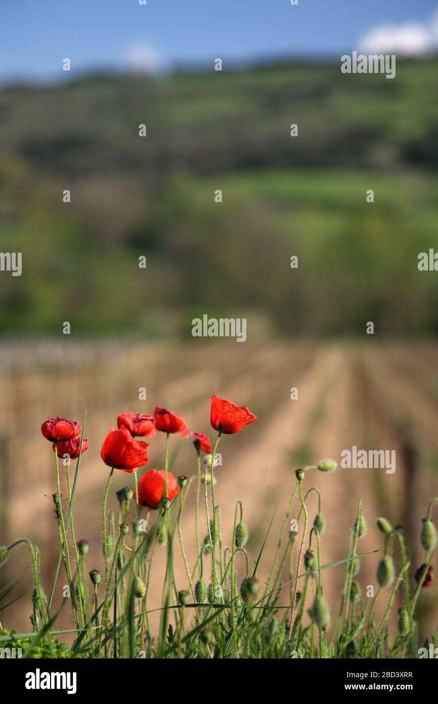 red poppies in a field near La Digne d' Amont in the Aude department, France Stock Photo