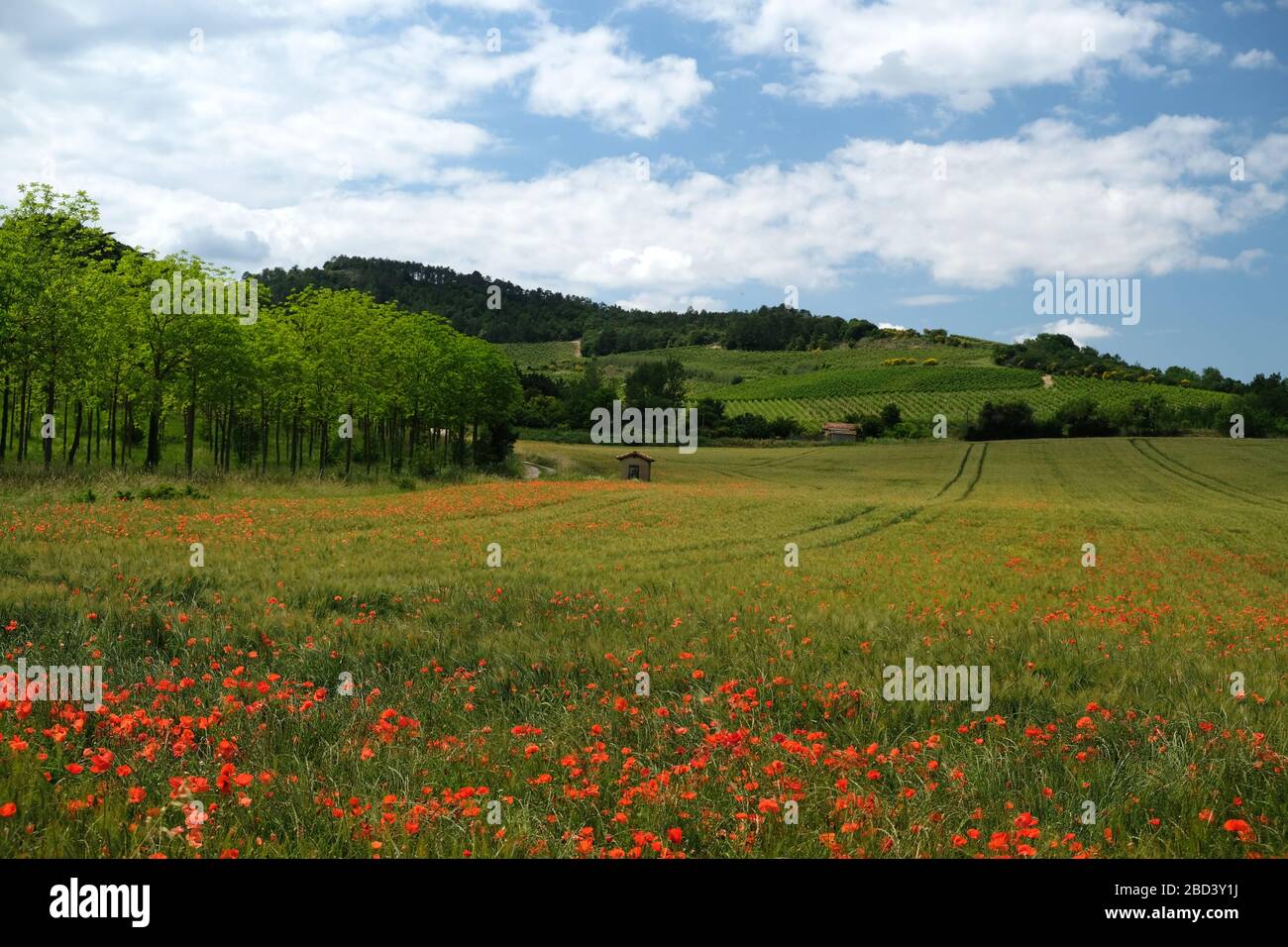Red poppy plants in a field near Limoux, Aude Department, France Stock Photo